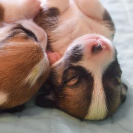 Pembroke Welsh Corgi Puppies from Annwyl McCorgis