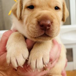 Labrador Retriever Puppies from Pleasant Valley Creekside Ranch, LLC
