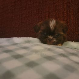 Coco Chanielle - Chocolate Shih Tzu puppy in Georgia from 100 Acre Woods Shih Tzu Plantation
