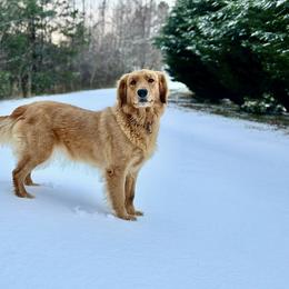 Galaxy - Golden Retriever