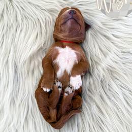 Wish - Red  male Goldendoodle puppy in Bell Buckle, Tennessee from Precious Puptown Doodles