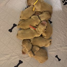 Boy Pick 2 - Golden male Golden Retriever puppy in Campobello, South Carolina from O’Shields Golden Paws