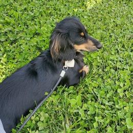 Dachshunds from Terry's Dachshunds