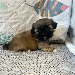 Gigi - Blue female Shih Tzu puppy in Elgin, South Carolina from Silver Bells Paw Prints