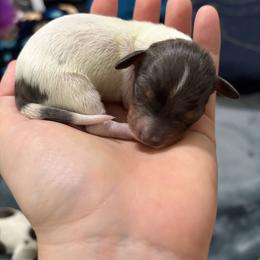 Grace - Piebald female Dachshund puppy in Mesquite, Texas from 208 Dox Dynasty