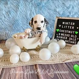 Chestnut - White and black female Dalmatian puppy in Joshua, Texas from Rainier DALS LUA Dalmatians