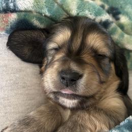 Ember - Cream female Dachshund puppy in Bowie, Texas from Yellow Rose Dachshunds