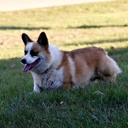 Chester - Pembroke Welsh Corgi