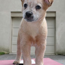 Batz - Boy 1 - Red speckled Australian Cattle Dog puppy in Narberth, Pennsylvania from Kanku