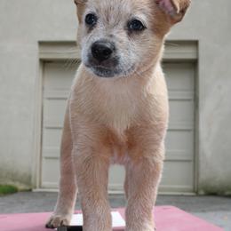 Batz - Boy 1 - Red speckled Australian Cattle Dog puppy in Narberth, Pennsylvania from Kanku