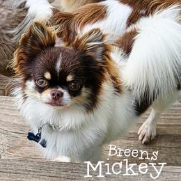 Mickey - Chihuahua