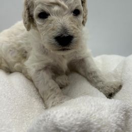Poodle Puppies from Triangle Standards