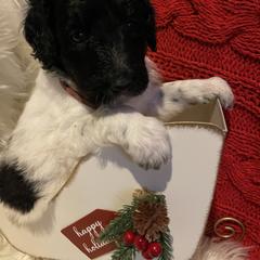 Girl Dark Pink - Pyredoodle puppy from Kiki’s Farm