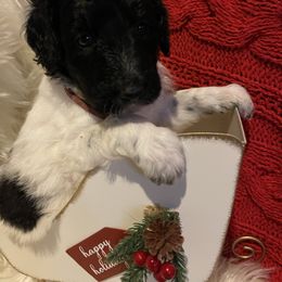 Girl Dark Pink - Pyredoodle puppy from Kiki’s Farm