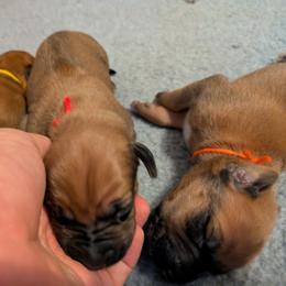 Red collar - Wheaten blk nose male Rhodesian Ridgeback puppy in Middletown, Ohio from Mutare Ridgebacks