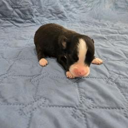 Spooky - Black tri-color female Australian Shepherd puppy in Abilene, Texas from S&K Aussies N' Rotties