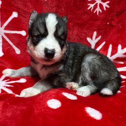 AKC Tinsley - Black and white female Siberian Husky puppy in Centreville, Maryland from Huskies By the Bay