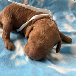 Ice - Red and white female Cockapoo puppy in Adrian, Oregon from ApplebyFarm