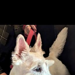 Zoey - Scottish Terrier