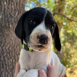 Rosemary - lime green collar - Black and white female German Shorthaired Pointer puppy in Mokelumne Hill, California from Underhill GSP