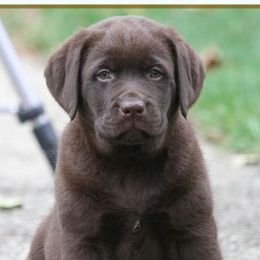 Labrador Retrievers from Triwater