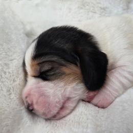 Woodrow - Black white and brown male Basset Hound puppy in Denison, Texas from Emma Lou's Baby Bassets