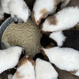 Collies from Hedge Haven Farm
