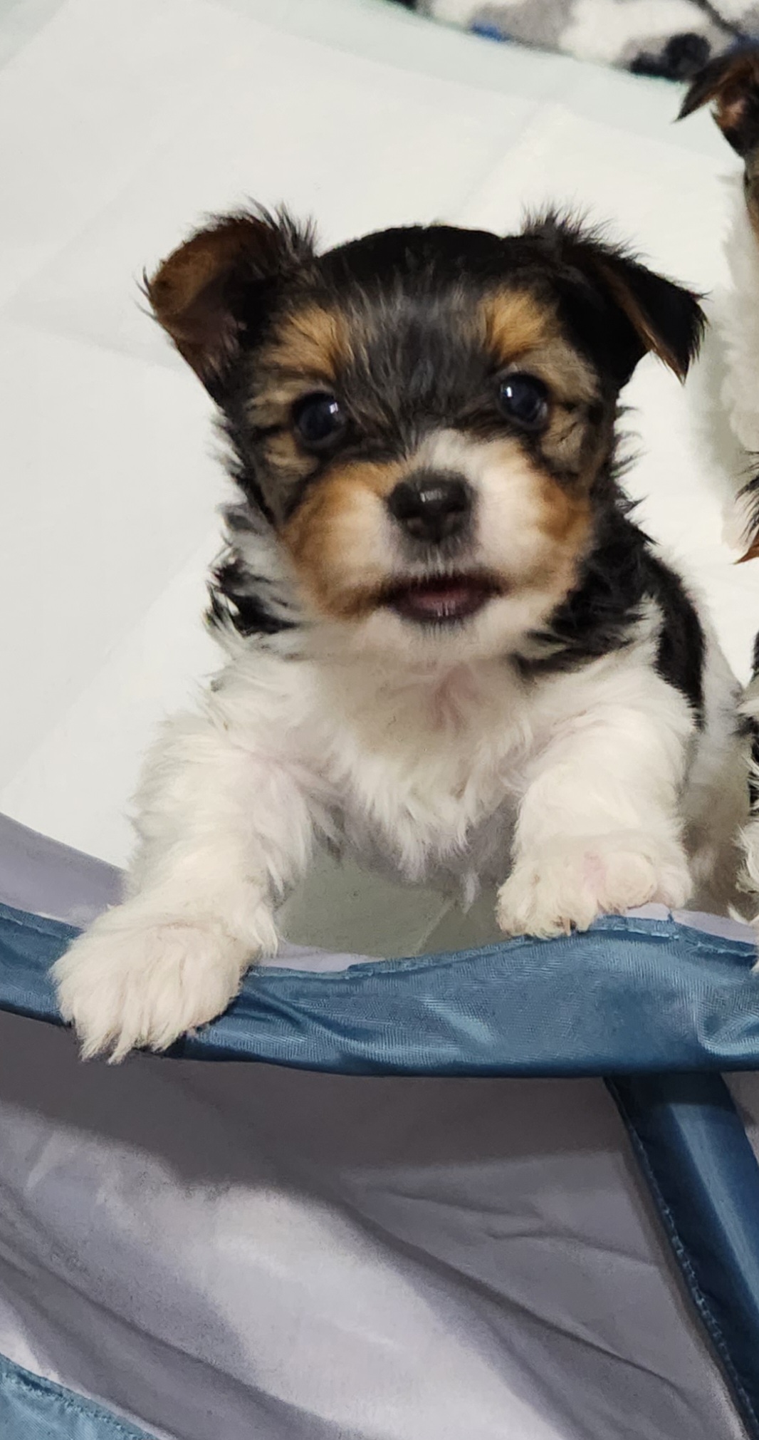 Yorkshire Terrier Puppies from Wild Azalea Yorkies on FB