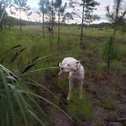 Dogo Argentino Puppies from Amy Collins