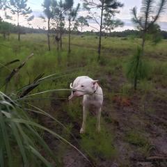 Dogo Argentino Puppies from Amy Collins