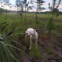 Dogo Argentino Puppies from Amy Collins
