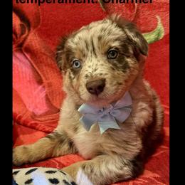 Cupid - Red merle male Australian Shepherd puppy in Az, Yuma, Arizona from The Southern Dog