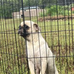 Sum - Pug