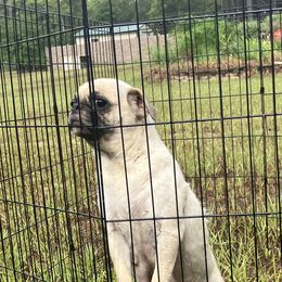 Sum - Pug