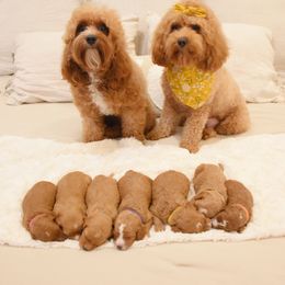 Cavapoo Puppies from Coastal Cavapoos