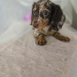 Beckett - Dapple male Dachshund puppy in Arthur, Illinois from Dachs and Poms