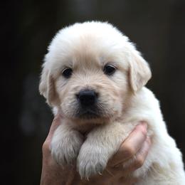Valentine - Light golden male Golden Retriever puppy in Hagerstown, Maryland from Pinewood Acres Goldens