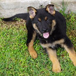 German Shepherd Puppies from Reizarf Kennels