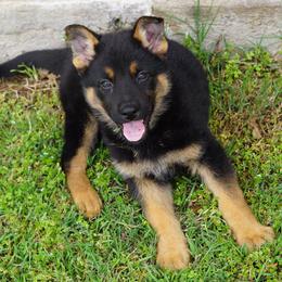 German Shepherd Puppies from Reizarf Kennels