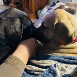 Great Dane Puppies from Florida Danes