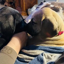 Great Dane Puppies from Florida Danes