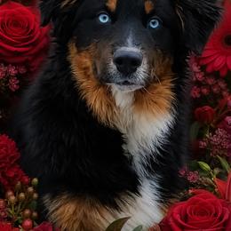 Casanova - Australian Shepherd