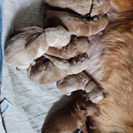 Boy 1 - Dark golden male Golden Retriever puppy in Montoursville, Pennsylvania from Wallace Golden Retriever's