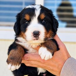 Harry - Black rust and white male Bernese Mountain Dog puppy in Paradise Valley, Nevada from Bayles Berners