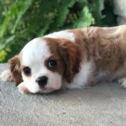 Cavalier King Charles Spaniels from Hearts of Hope