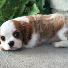 Cavalier King Charles Spaniels from Hearts of Hope