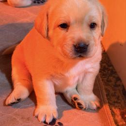 Male 5 - Yellow male Labrador Retriever puppy in Hoosick Falls, New York from Findaway Labradors