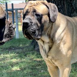 Marley - Mastiff