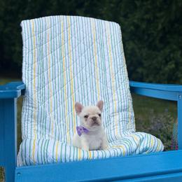 Laverne - Cream female French Bulldog puppy in Shields, Michigan from Mid-Michigan Frenchies