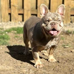 French Bulldogs from Malandro French Bulldogs